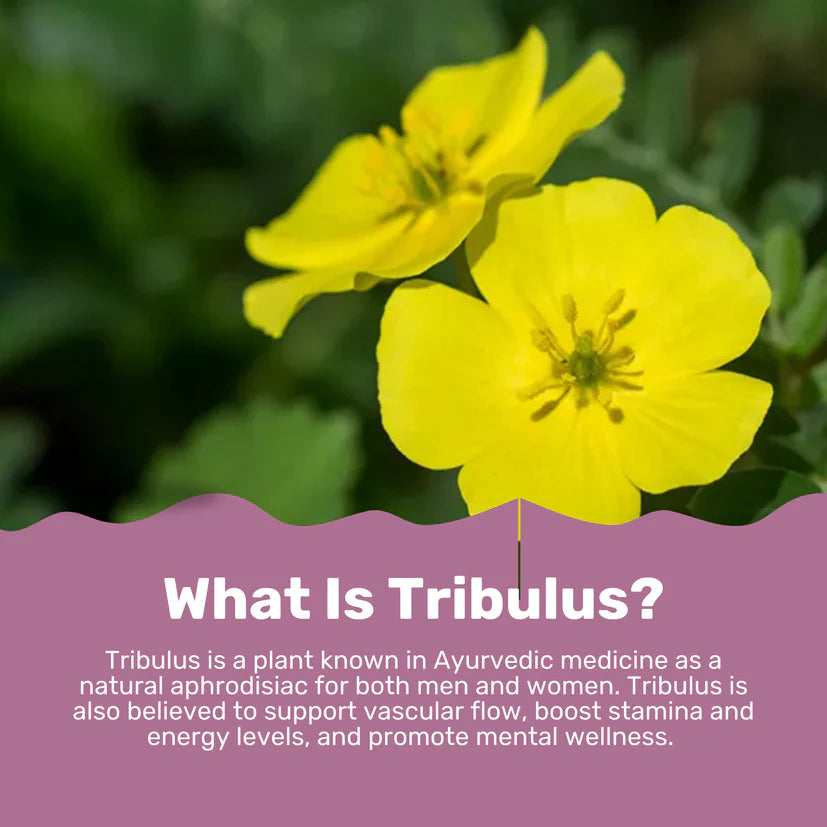 Nanton Tribulus 20:1 Extract 120 Vegetarian Capsules
