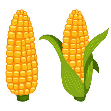 Bentum Sweet Corn 1/2 Dozen