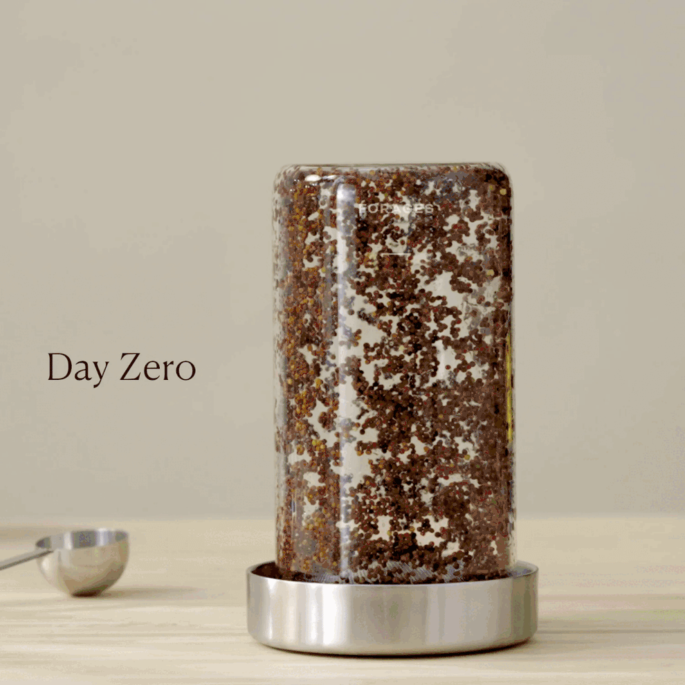 Forages Sprouting Jar Kit