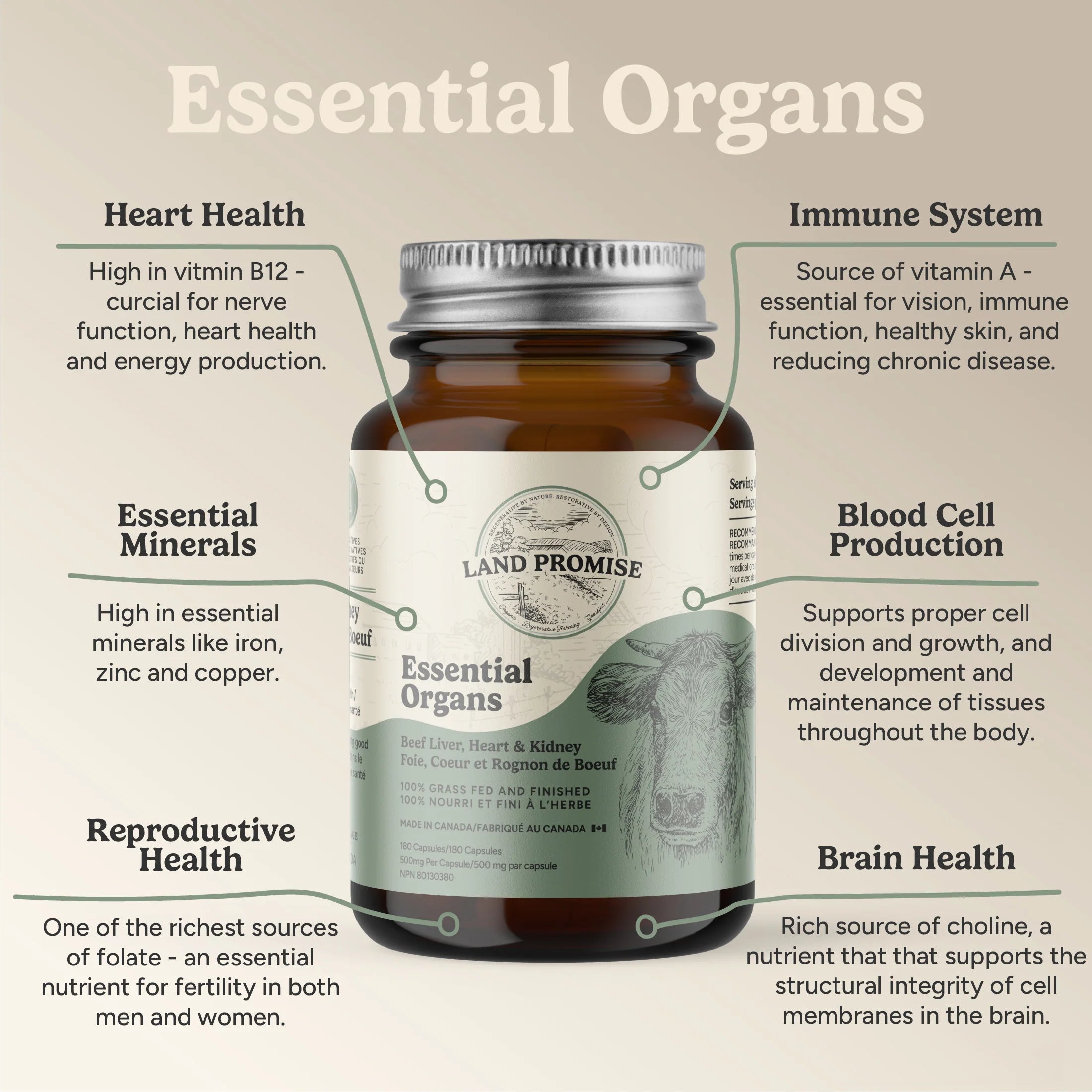 Land Promise Essential Organs 500mg 180 Capsules