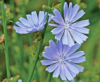 Richters Herbs Wild Chicory Natural Seeds Packet