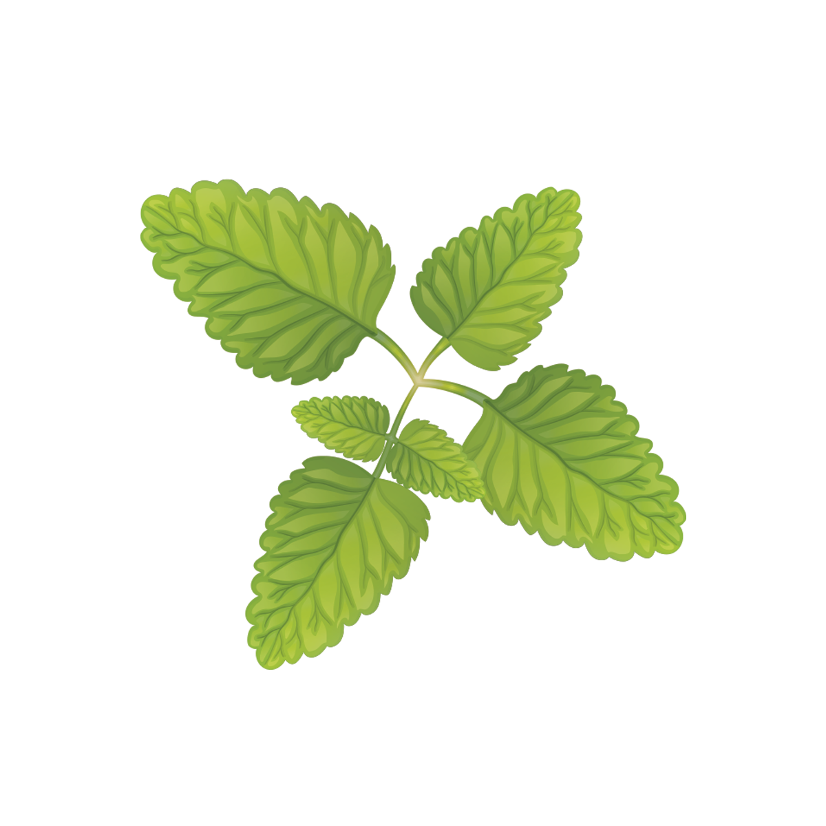 Organic Connections Organic Lemon Balm Leaf C/S 227g
