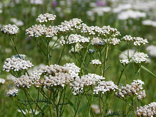 Richters Herbs White Yarrow Natural Seeds Packet