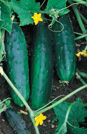 Richters Herbs Straight Eight Cucumber Natural Seeds Packet