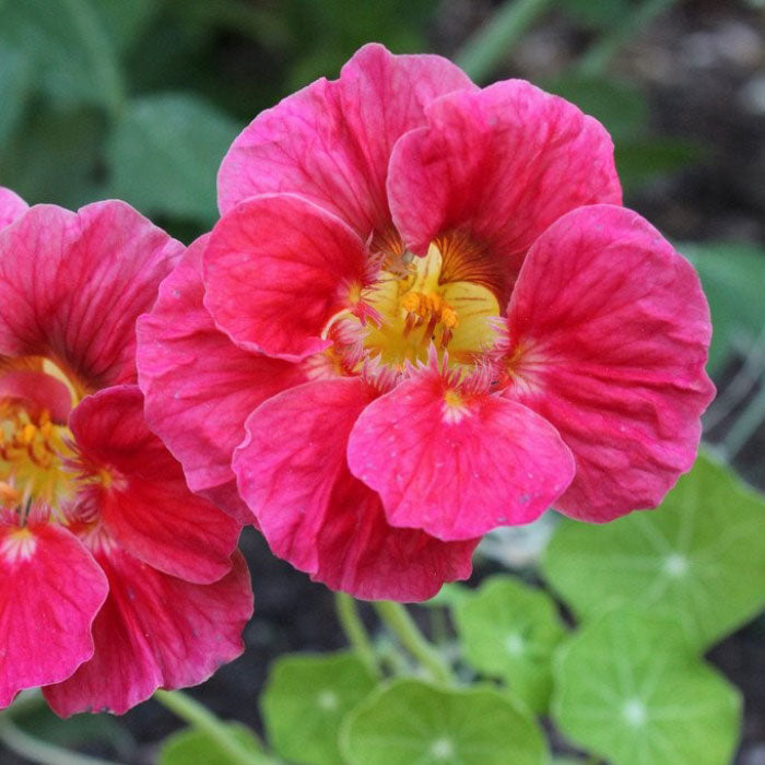 cherry rose jewel nasturtium seeds Richters Herbs Cherry Rose Jewel Nasturtium Natural Seeds Packet — Inside U