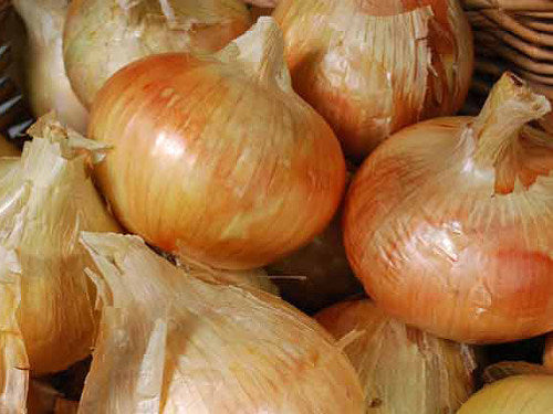 Richters Herbs Ailsa Craig Onion Natural Seeds Packet