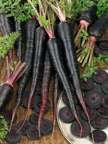 Richters Herbs Black Nebula Carrot Natural Seeds Packet
