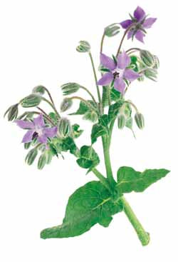 Richters Herbs Borage Natural Seeds Packet