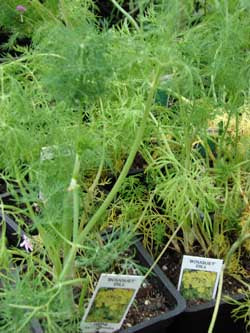 Richters Herbs Bouquet Dill Natural Seeds Packet
