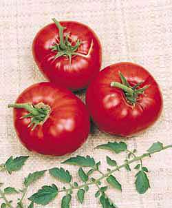 Richters Herbs Brandywine Tomato Natural Seeds Packet
