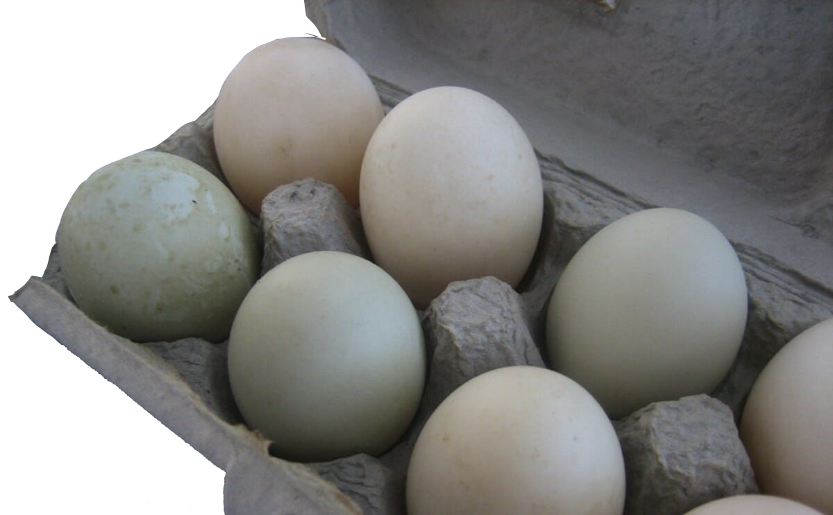 Inside U Farms Natural Free Range Duck Eggs 1 Dozen