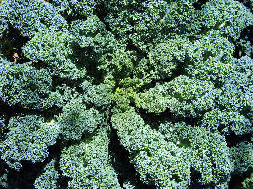 Richters Herbs Dwarf Blue Curled Scotch Kale Natural Seeds Packet