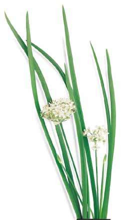 Richters Herbs Garlic Chives Natural Seeds Packet