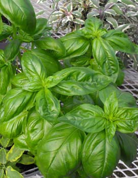 Richters Herbs Genovese Basil Natural Seeds Packet