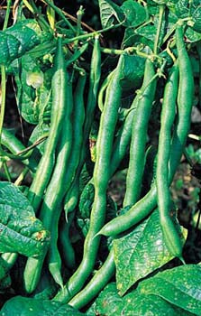 Richters Herbs Kentucky Wonder Bean Natural Seeds Packet