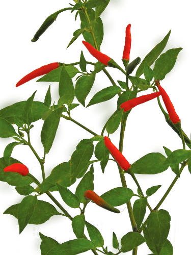 Richters Herbs Meteor Hot Pepper Natural Seeds Packet