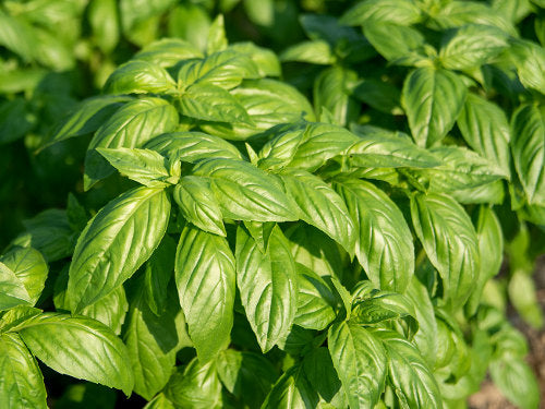 Richters Herbs Prospera Basil Natural Seeds Packet