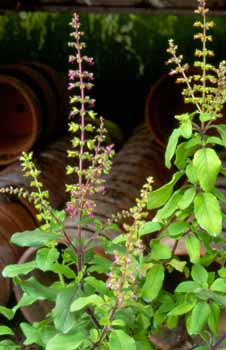 Richters Herbs Purple Sacred Basil Plant