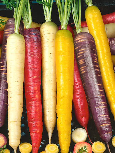 Richters Herbs Rainbow Blend Carrot Natural Seeds Packet