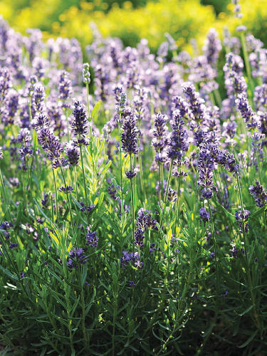 Richters Herbs SuperBlue Lavender Plant