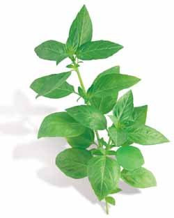 Richters Herbs Sweet Basil Natural Seeds Packet