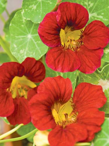 Richters Herbs Tip Top Red Nasturtium Natural Seeds Packet
